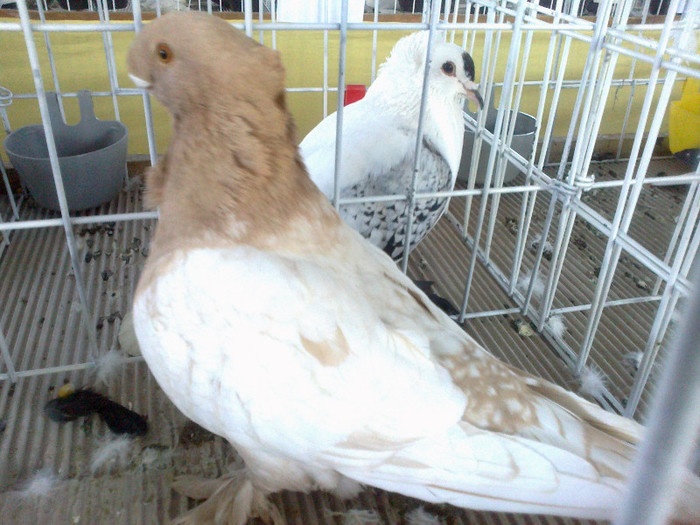 280120121627 - expozitia nationala porumbeii Brasov 2012