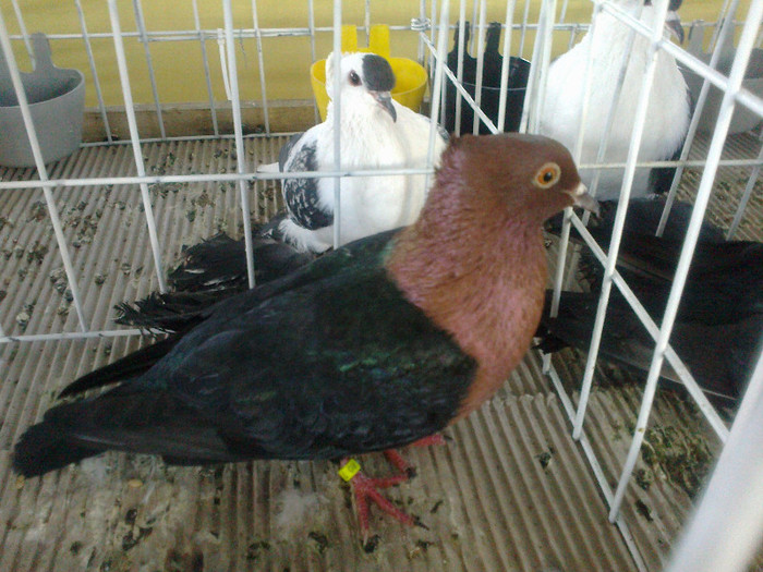 280120121628 - expozitia nationala porumbeii Brasov 2012