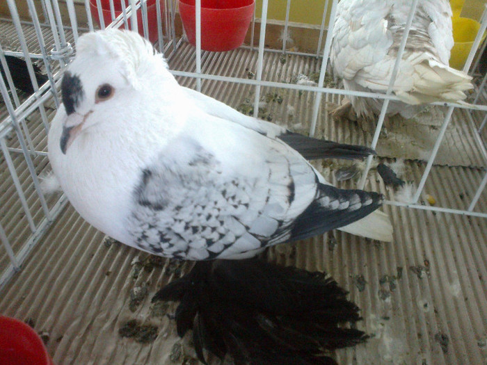 280120121639 - expozitia nationala porumbeii Brasov 2012