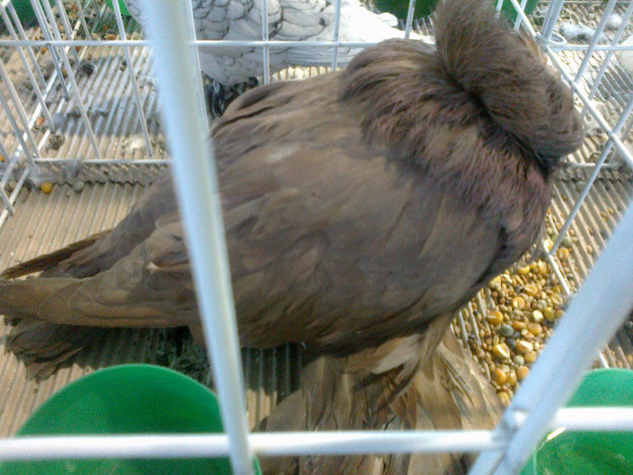 280120121642 - expozitia nationala porumbeii Brasov 2012