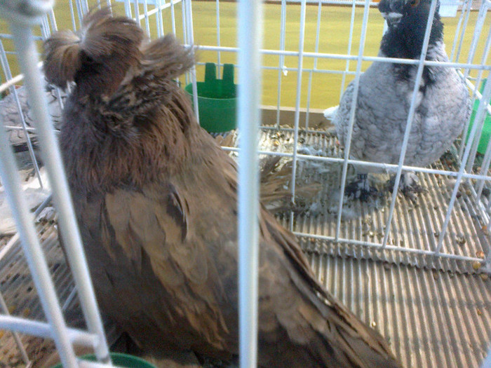 280120121643 - expozitia nationala porumbeii Brasov 2012