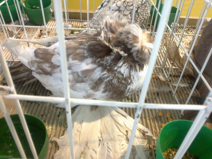 280120121644 - expozitia nationala porumbeii Brasov 2012