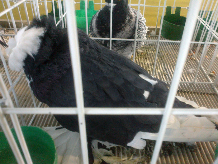 280120121646 - expozitia nationala porumbeii Brasov 2012