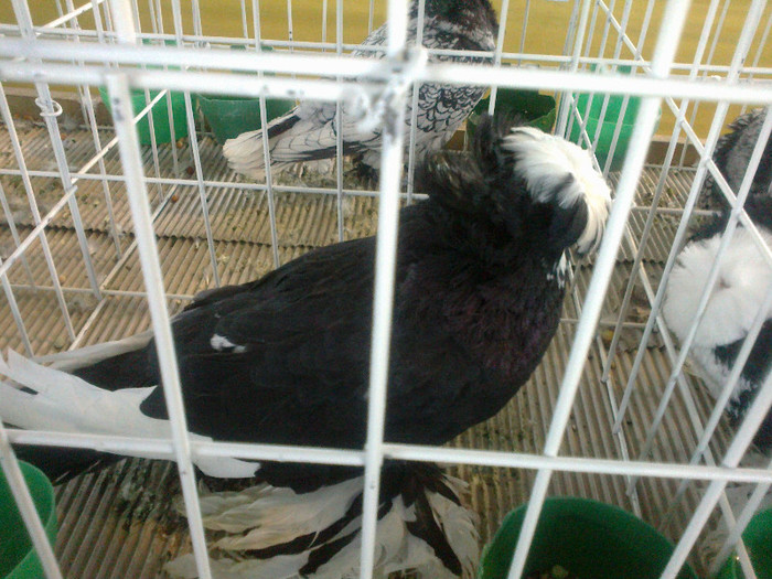 280120121647 - expozitia nationala porumbeii Brasov 2012