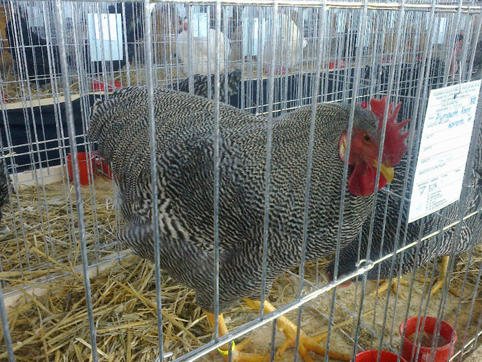 14012012590