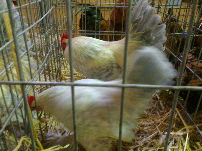 14012012687 - poze expo nationala sighisoara 2012