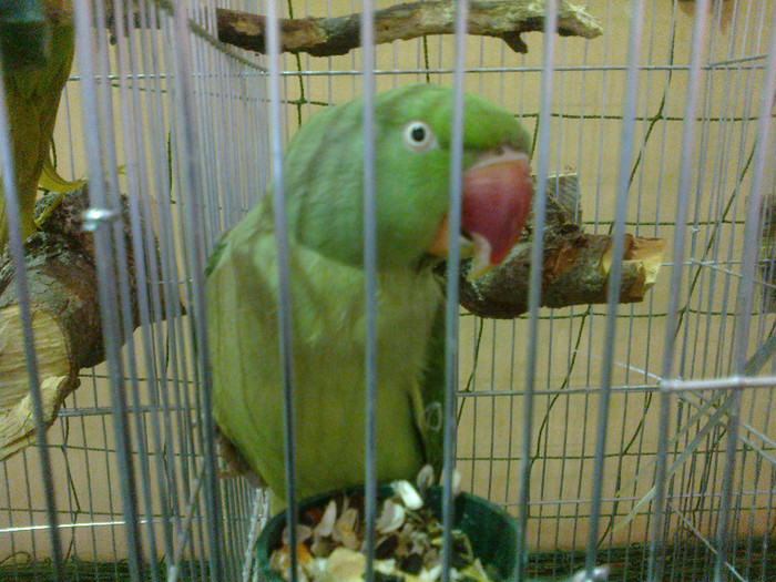 14012012715 - poze expo nationala sighisoara 2012