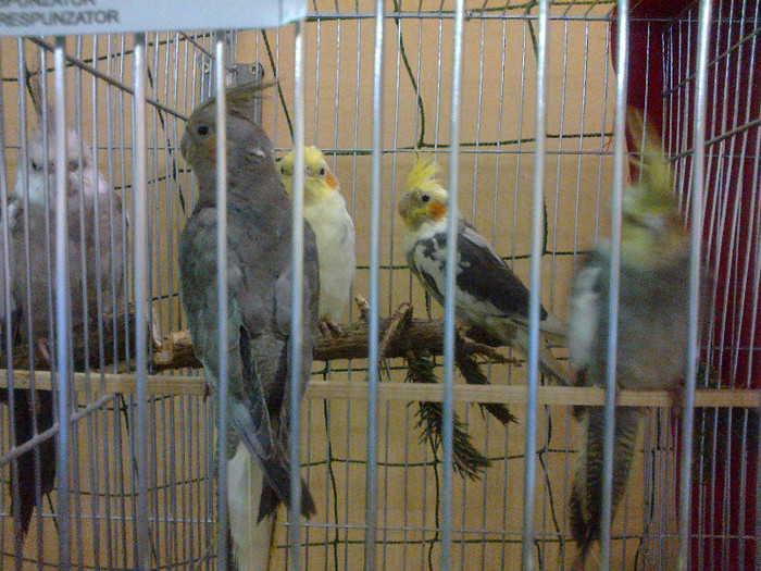 14012012726 - poze expo nationala sighisoara 2012