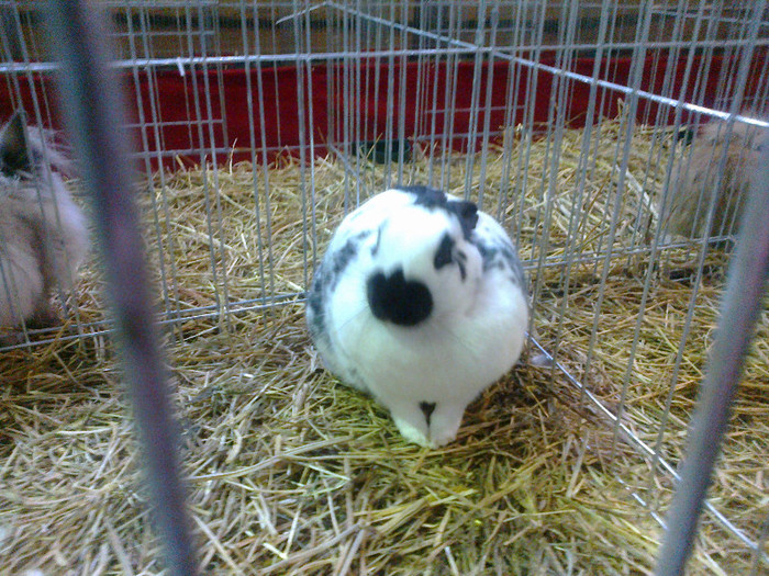 14012012749 - poze expo nationala sighisoara 2012