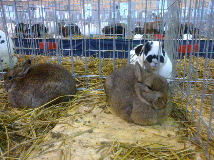 14012012756 - poze expo nationala sighisoara 2012