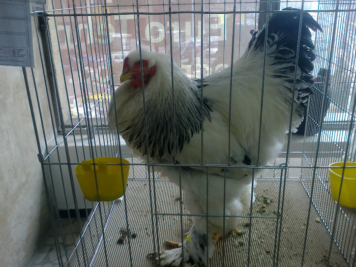 20012012767 - poze expo nationala sighisoara 2012