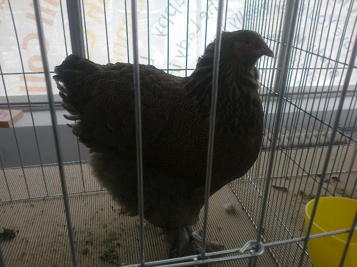 20012012780 - poze expo nationala sighisoara 2012