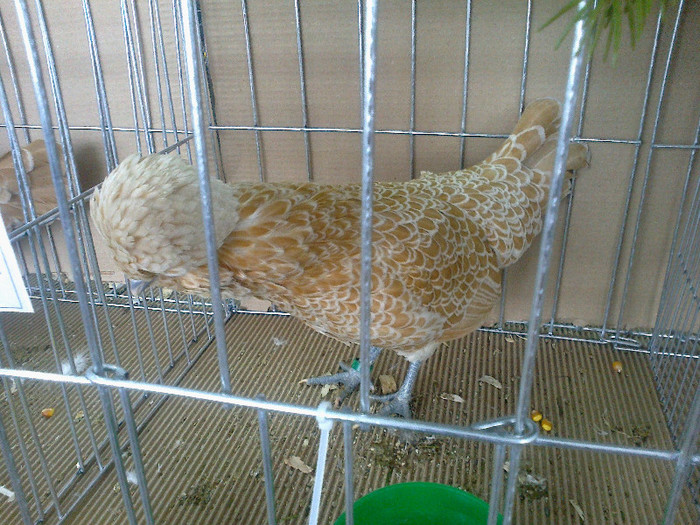 20012012815 - poze expo nationala sighisoara 2012