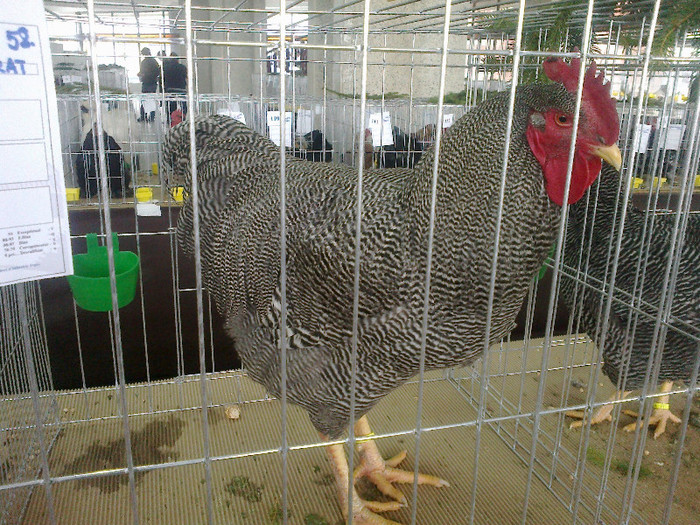 20012012826 - poze expo nationala sighisoara 2012