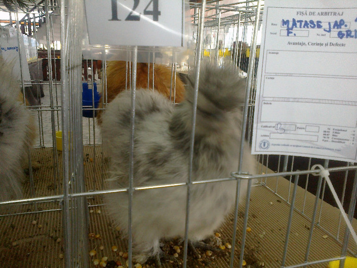 20012012832 - poze expo nationala sighisoara 2012