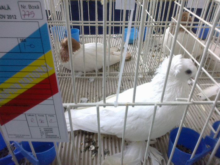 280120121449 - expozitia nationala porumbeii Brasov 2012