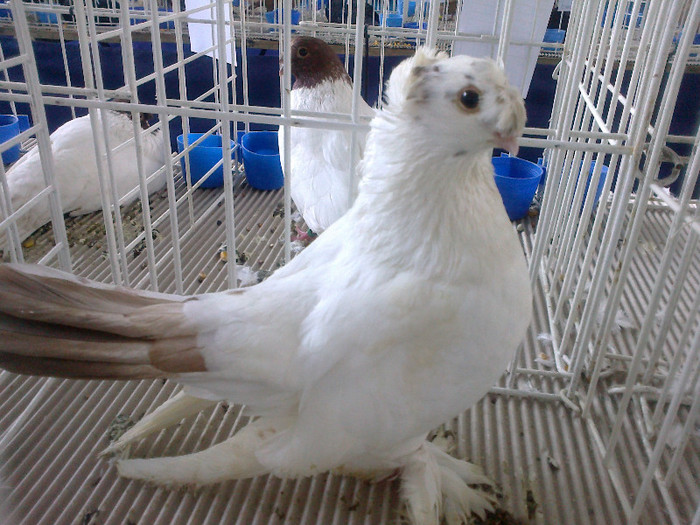 280120121459 - expozitia nationala porumbeii Brasov 2012