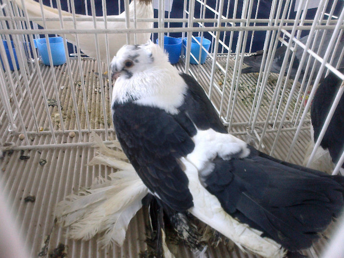280120121463 - expozitia nationala porumbeii Brasov 2012