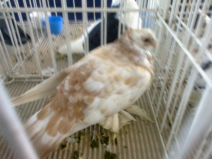 280120121471 - expozitia nationala porumbeii Brasov 2012
