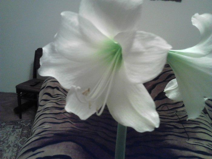 P19-02-12_19-30[1]; CAVALERUL ALB
