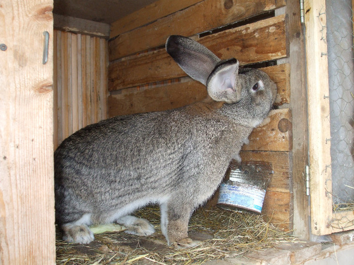 SI AICI TOT EA - Animale  iepuri de rasa pura inf 0766554388 dej jud cluj va astept