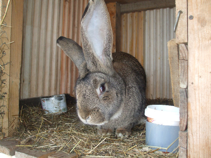 MASCUL  9CM LATIME URECHE; DE
