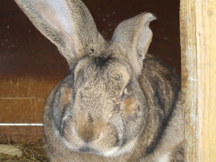 TOT ACELASI - Animale  iepuri de rasa pura inf 0766554388 dej jud cluj va astept