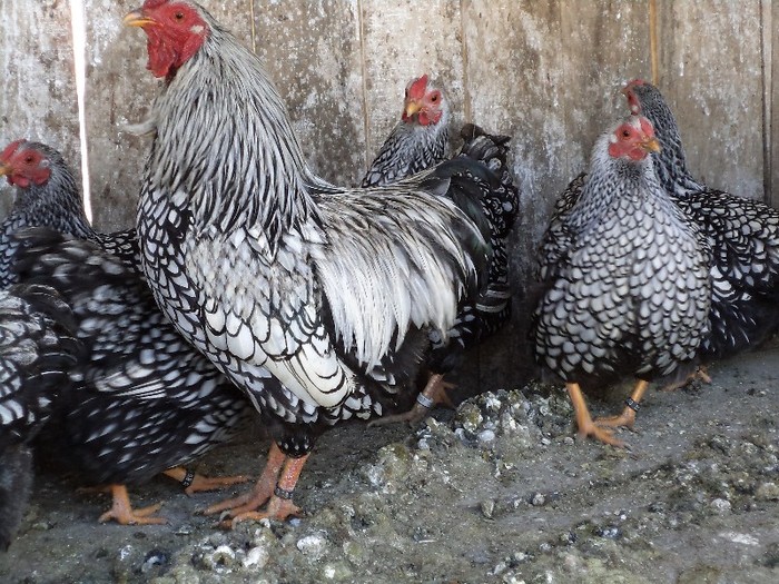 wiandotte12 - WIANDOTTE PITIC