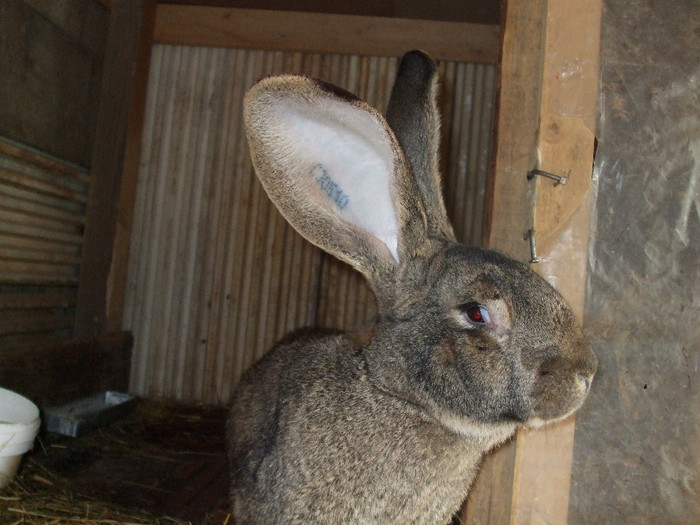 FEMELA 1.9 ANI - Animale  iepuri de rasa pura inf 0766554388 dej jud cluj va astept