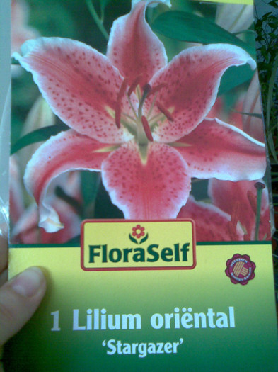 Stargazer Lilium - 00012 ACHIZITII 2012  2013  2014