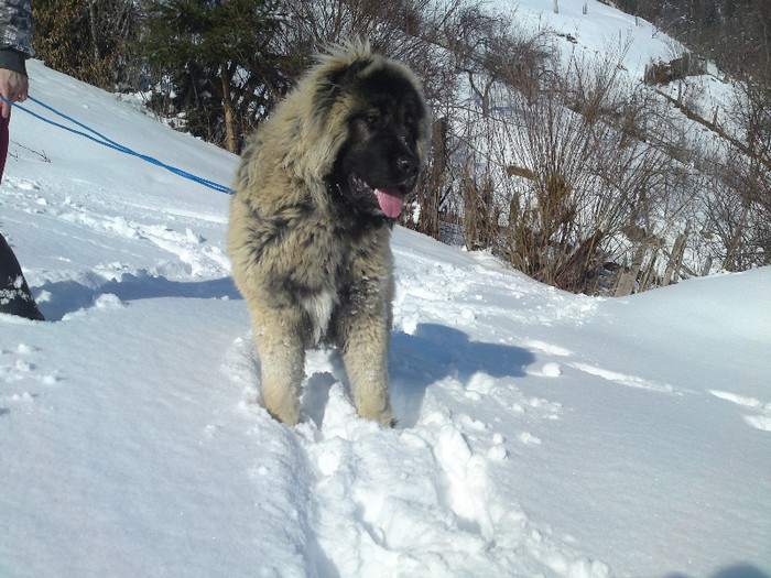 DSC04475 - CIOBANESC CAUCAZIAN