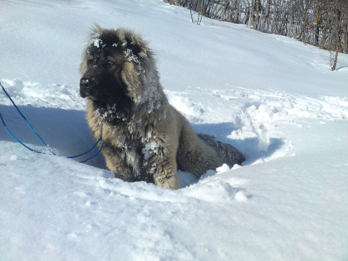 DSC04491 - CIOBANESC CAUCAZIAN