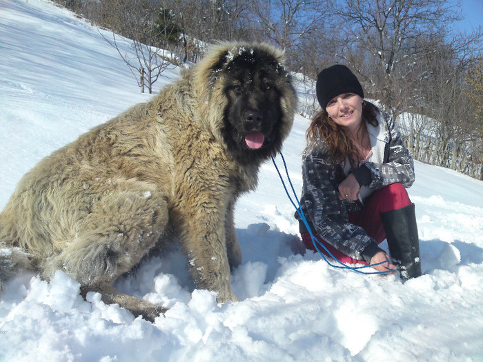 DSC04495 - CIOBANESC CAUCAZIAN