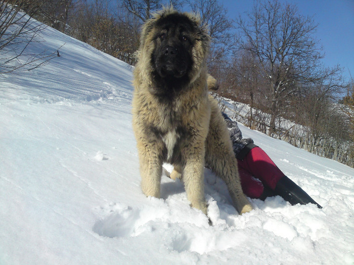 DSC04506 - CIOBANESC CAUCAZIAN