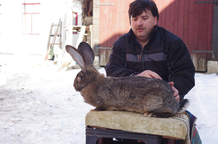 femela nr 1-10 luni  9,8 kg