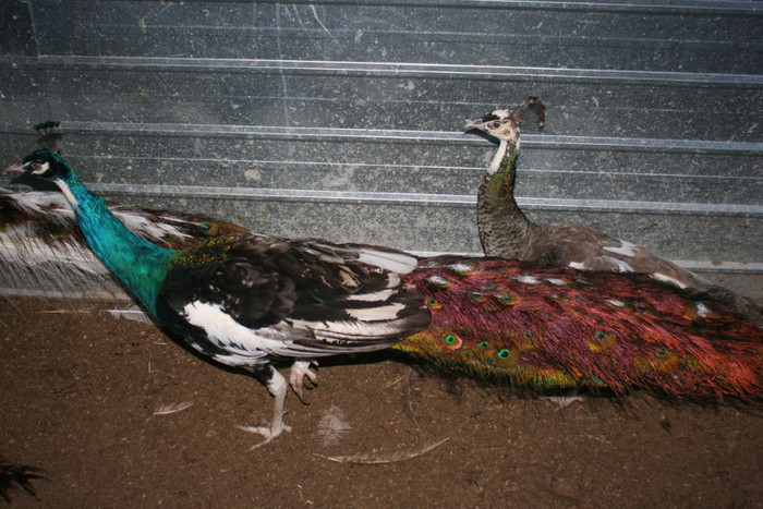 Umeri negri - ochia albi