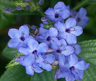 ERANTHEMUM PUCHELUM