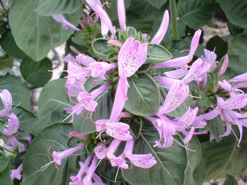 hypoestes aristata