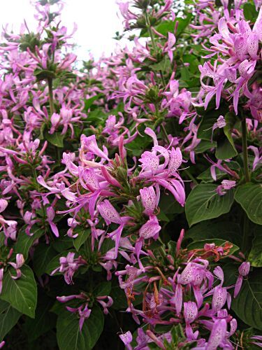 hypoestes aristata