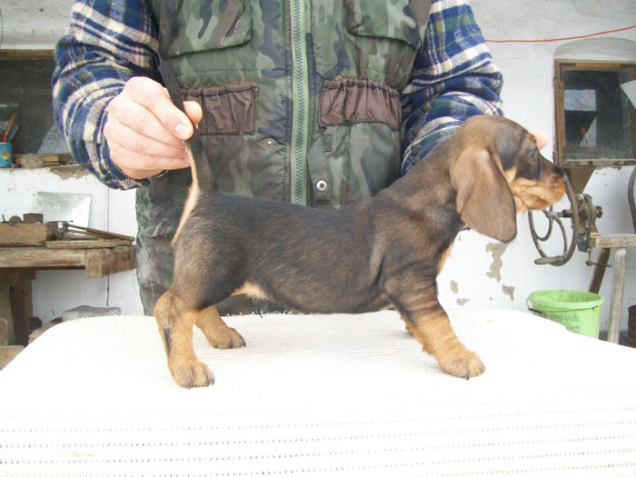 18 02 2012 015 - litera B din MAX si MAYA  2011