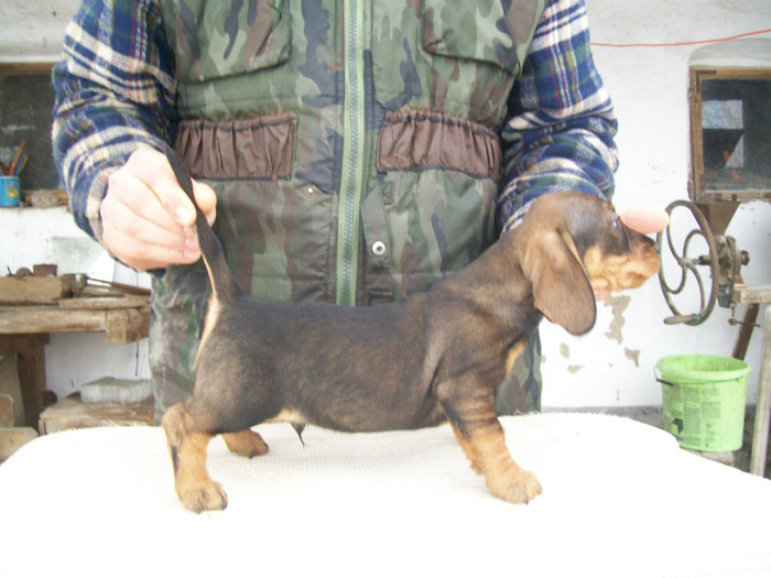 18 02 2012 012 - litera B din MAX si MAYA  2011