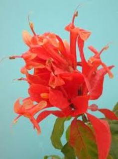 ruelia colorata