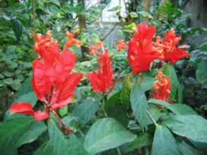ruellia colorata