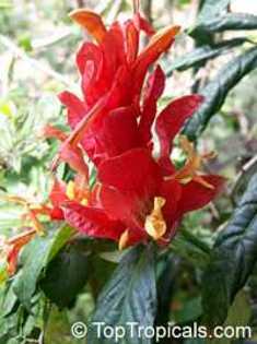 ruellia colorata