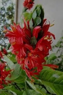 pachystachys coccineus