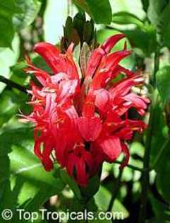 jacobinia coccinea