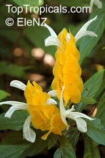pachystachys lutea