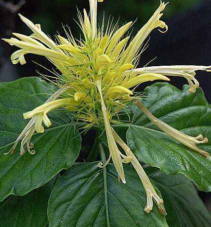 SCHAUERIA CALYCOTRHICA