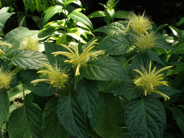 schaueria calicotricha
