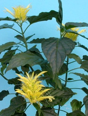 shaueria flavicoma